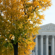 Ginkgo Tree with yellow fall color