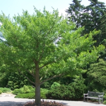 Ginkgo Biloba