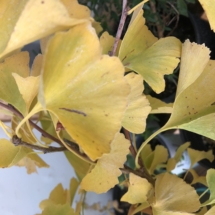 Ginkgo Fall Color Leaves